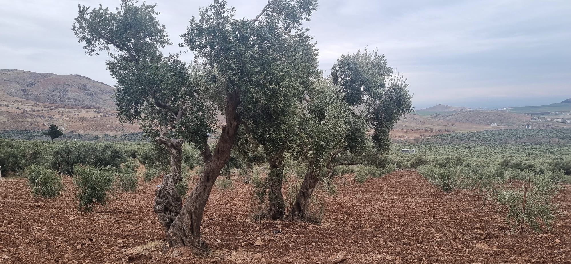 Hasankeyf’te Zeytin Yetiştiriciliğini Geliştirme Çalışmaları (4)