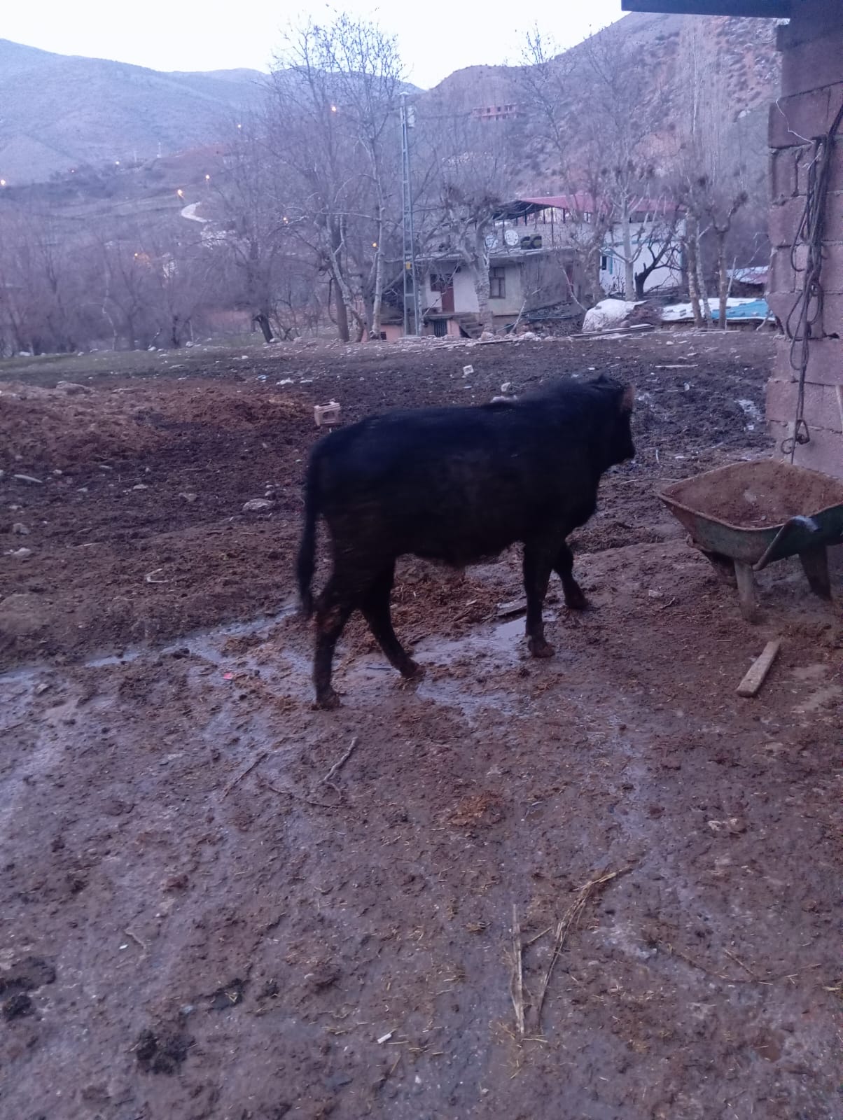 Sasonlu Hayırsever Gazze İçin Danasını Bağışladı1