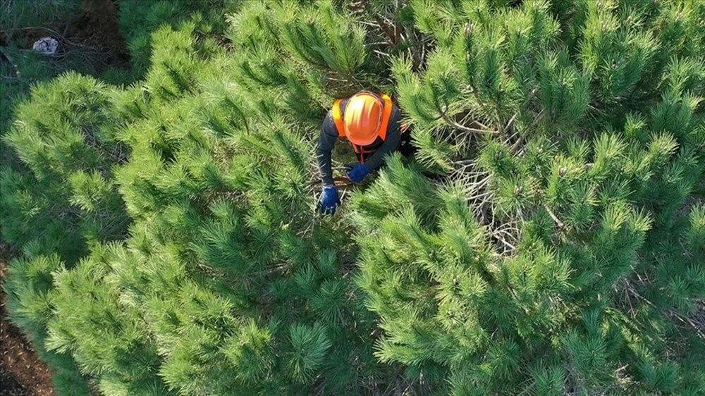 Batman’da Da Alım Yapılacak Orman Genel Müdürlüğü 4500 Işçi Alımı Ilanı (4)