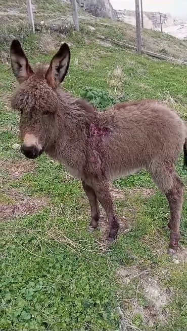 Kurt Saldırısına Uğrayan Eşek Tedavi Edilerek Koruma Altına Alındı-1