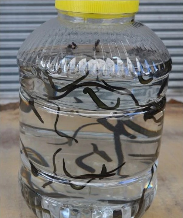 Baharla Birlikte Sülük Satışları Başladı (1)