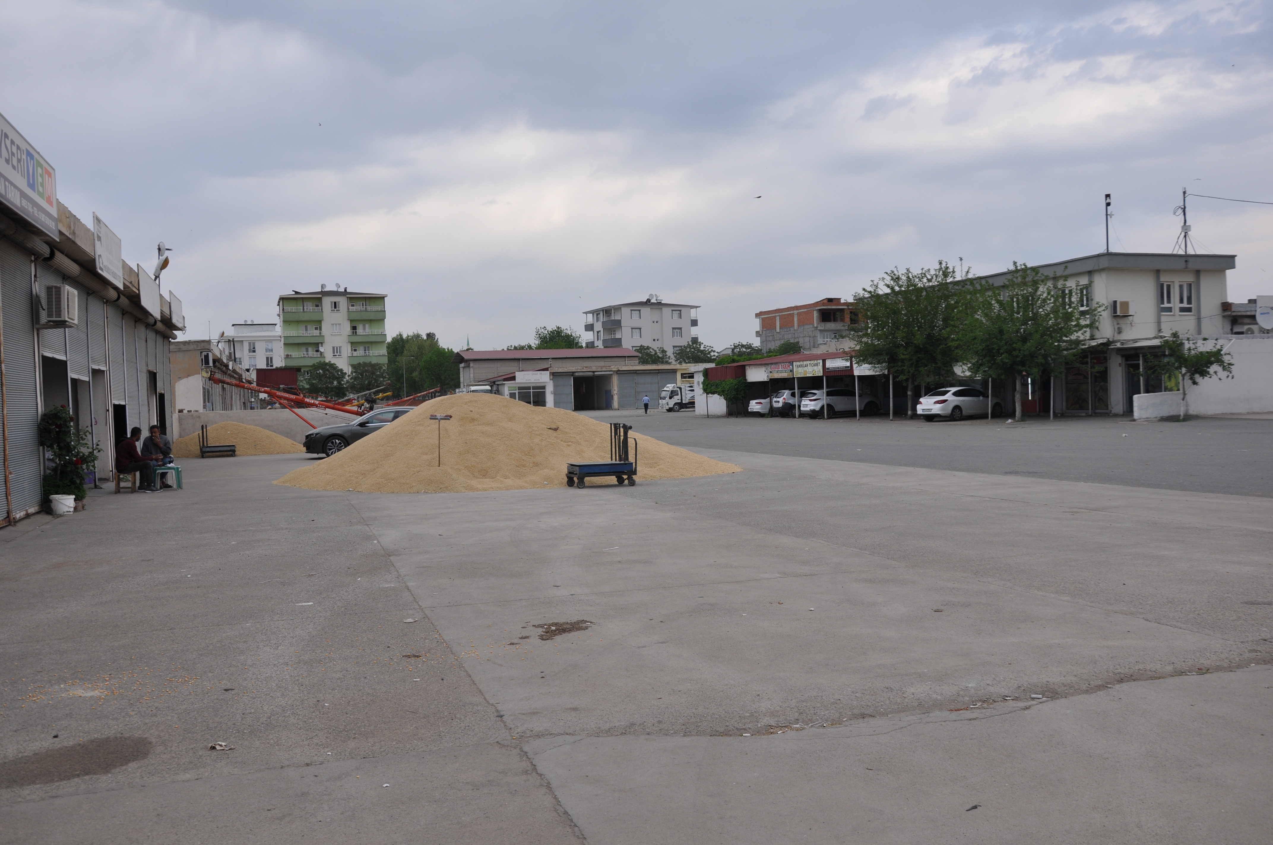 Batman'ı zahireciler Bu sene buğdayın yarısı yok!2