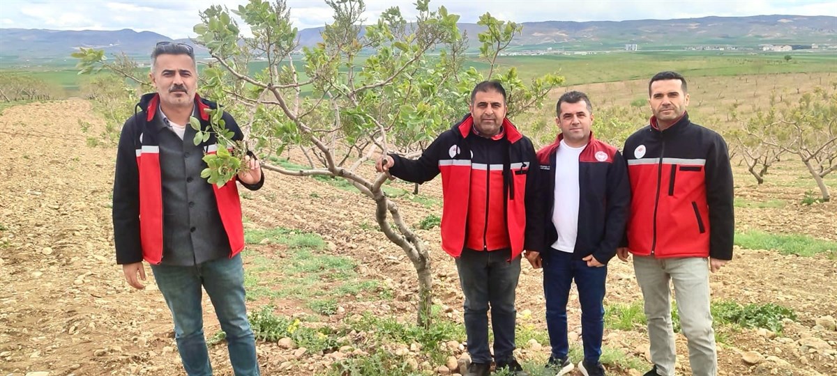 Fıstıkta Verim Artırma İçin Çalışmalar Devam Ediyor1