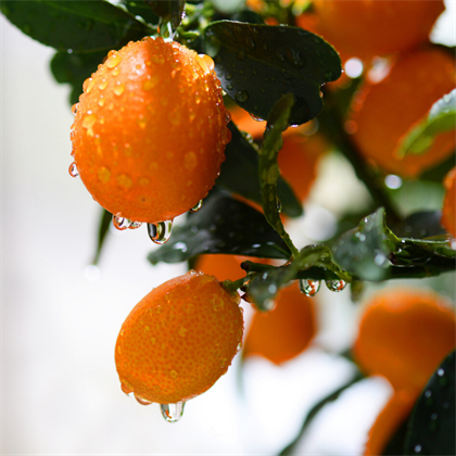 Kamkat Fidani Sulama