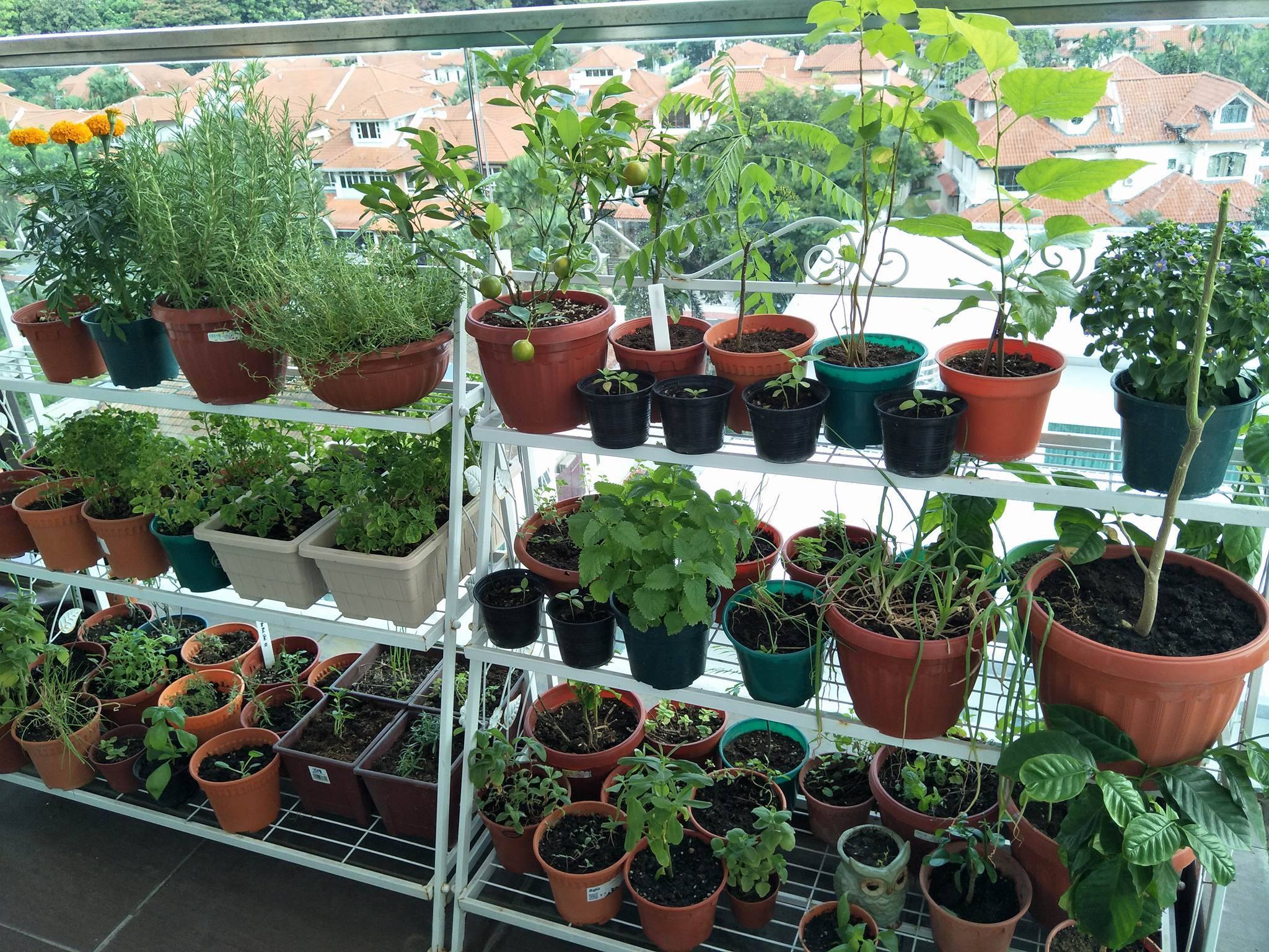 Saksıda Sebze Yetiştirmek (1)