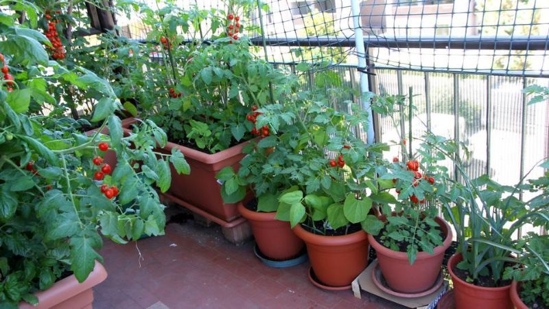 Saksıda Sebze Yetiştirmek (5)