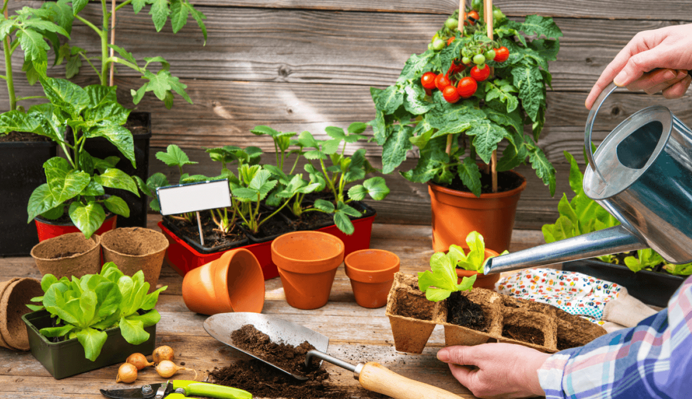 Saksıda Sebze Yetiştirmek (9)