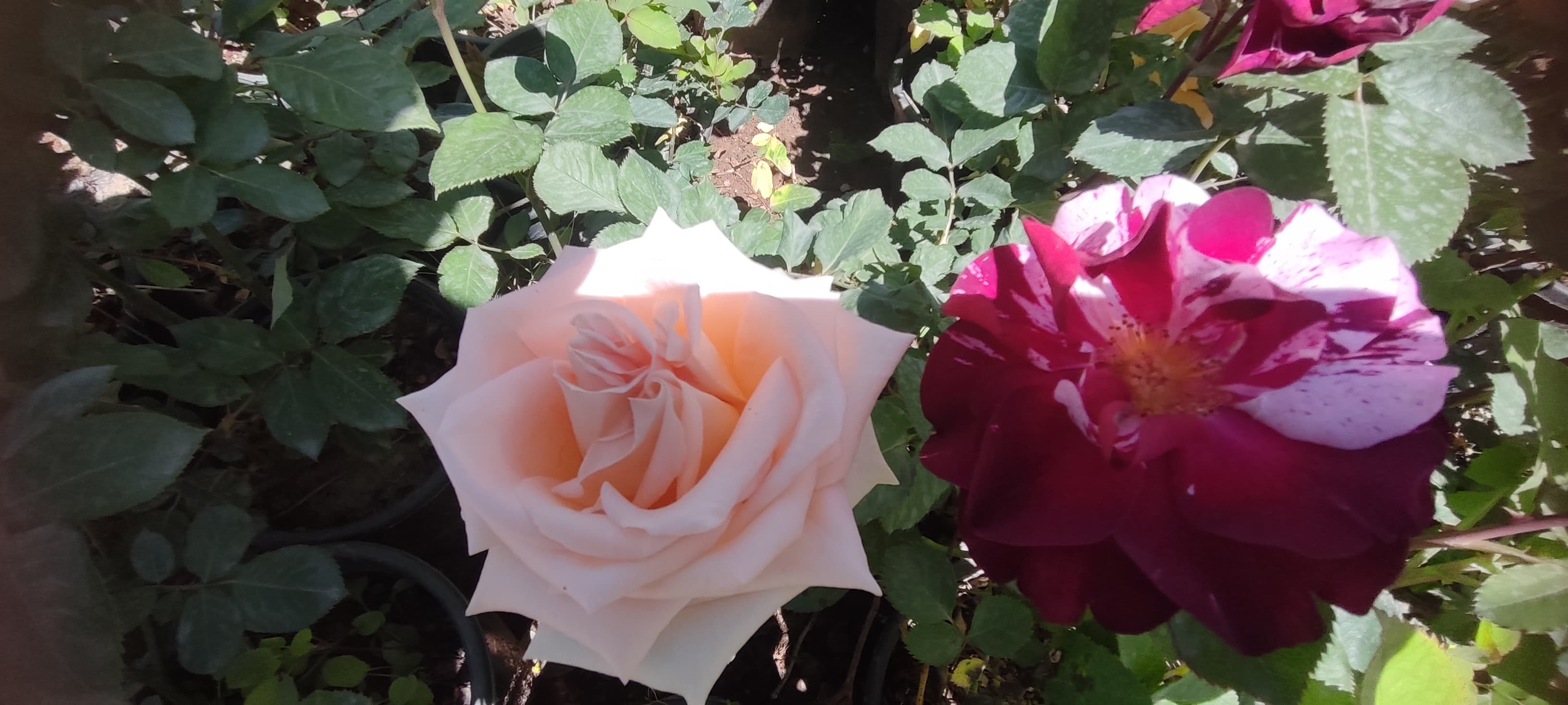 Batman Mayısa Rengarenk Çiçeklerle Merhaba Dedi (1)