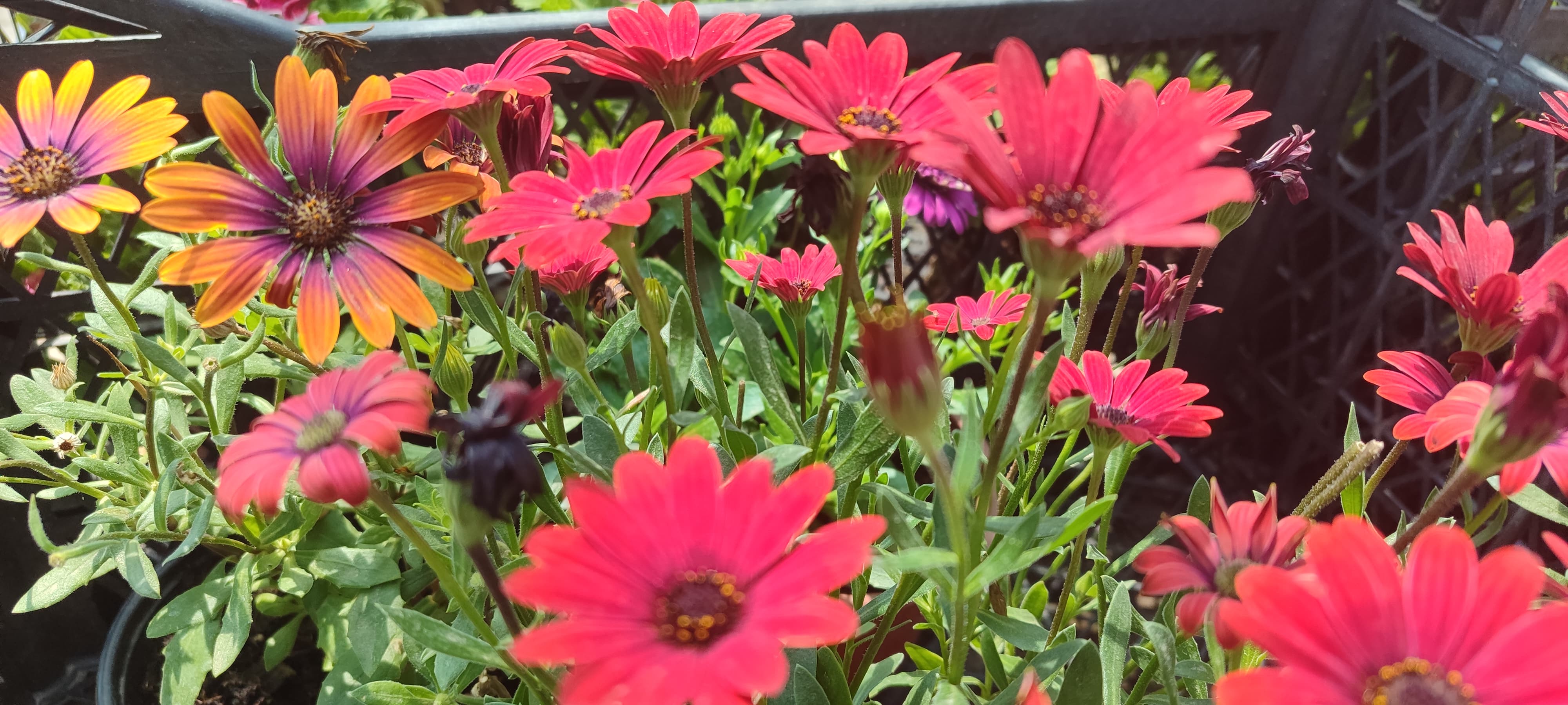 Batman Mayısa Rengarenk Çiçeklerle Merhaba Dedi (2)