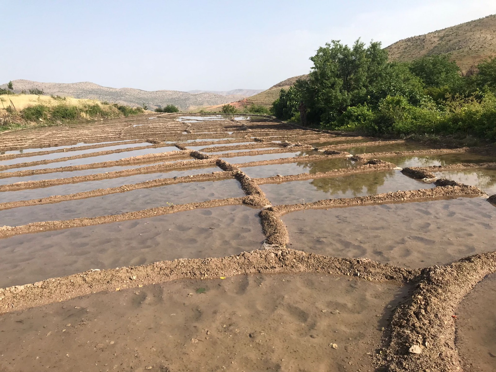 Gönüllü’de Pirinç Ekimi Başladı (1)