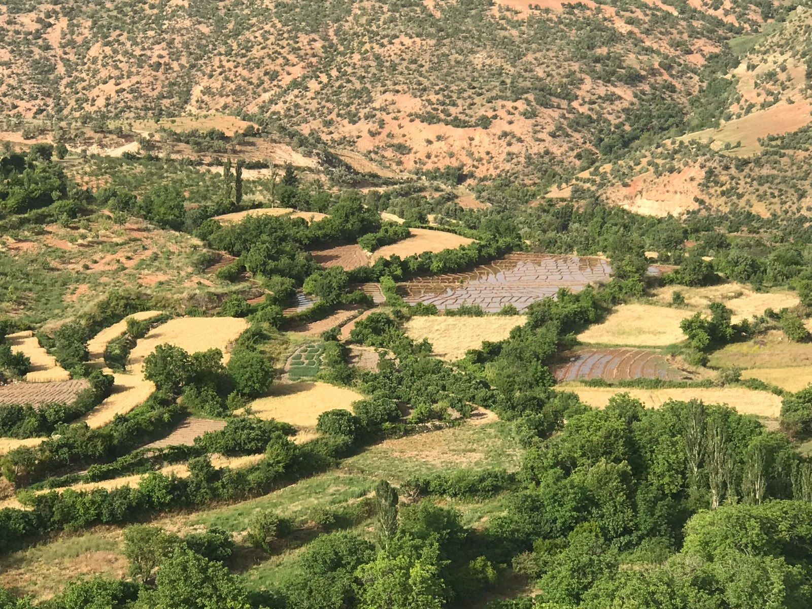 Gönüllü’de Pirinç Ekimi Başladı (4)