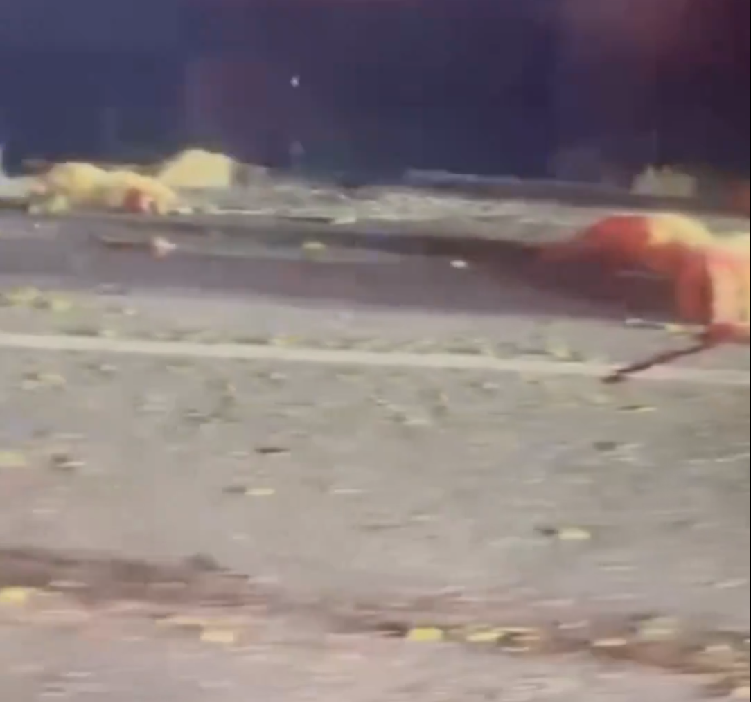 Otomobil Sürüye Daldı, Onlarca Hayvan Telef Oldu1