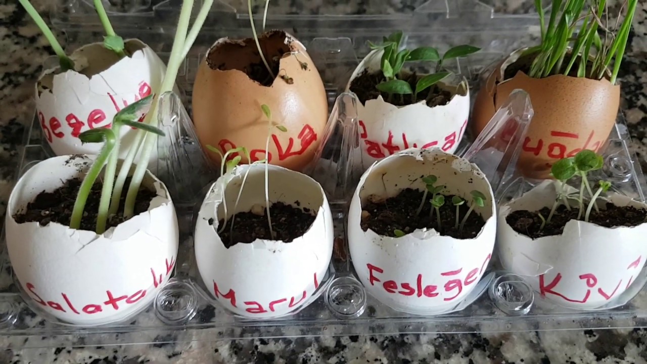 Tohumdan Fide Hazırlama Rehberi Çimlenme Aşamasına Altın Tavsiyeler (1)