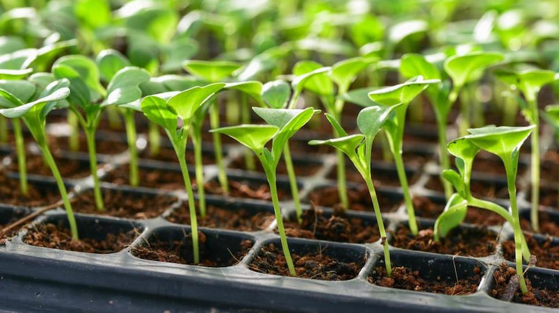 Tohumdan Fide Hazırlama Rehberi Çimlenme Aşamasına Altın Tavsiyeler (2)