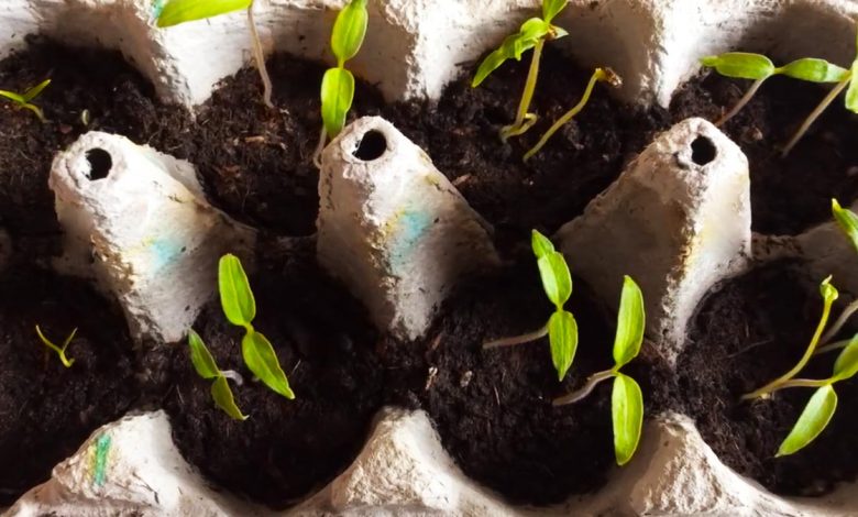Tohumdan Fide Hazırlama Rehberi Çimlenme Aşamasına Altın Tavsiyeler (3)