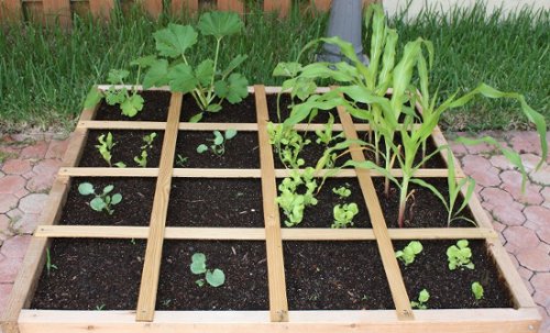 Tohumdan Fide Hazırlama Rehberi Çimlenme Aşamasına Altın Tavsiyeler (5)