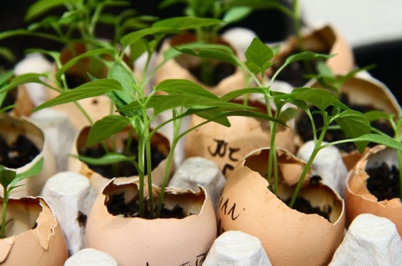 Tohumdan Fide Hazırlama Rehberi Çimlenme Aşamasına Altın Tavsiyeler (6)