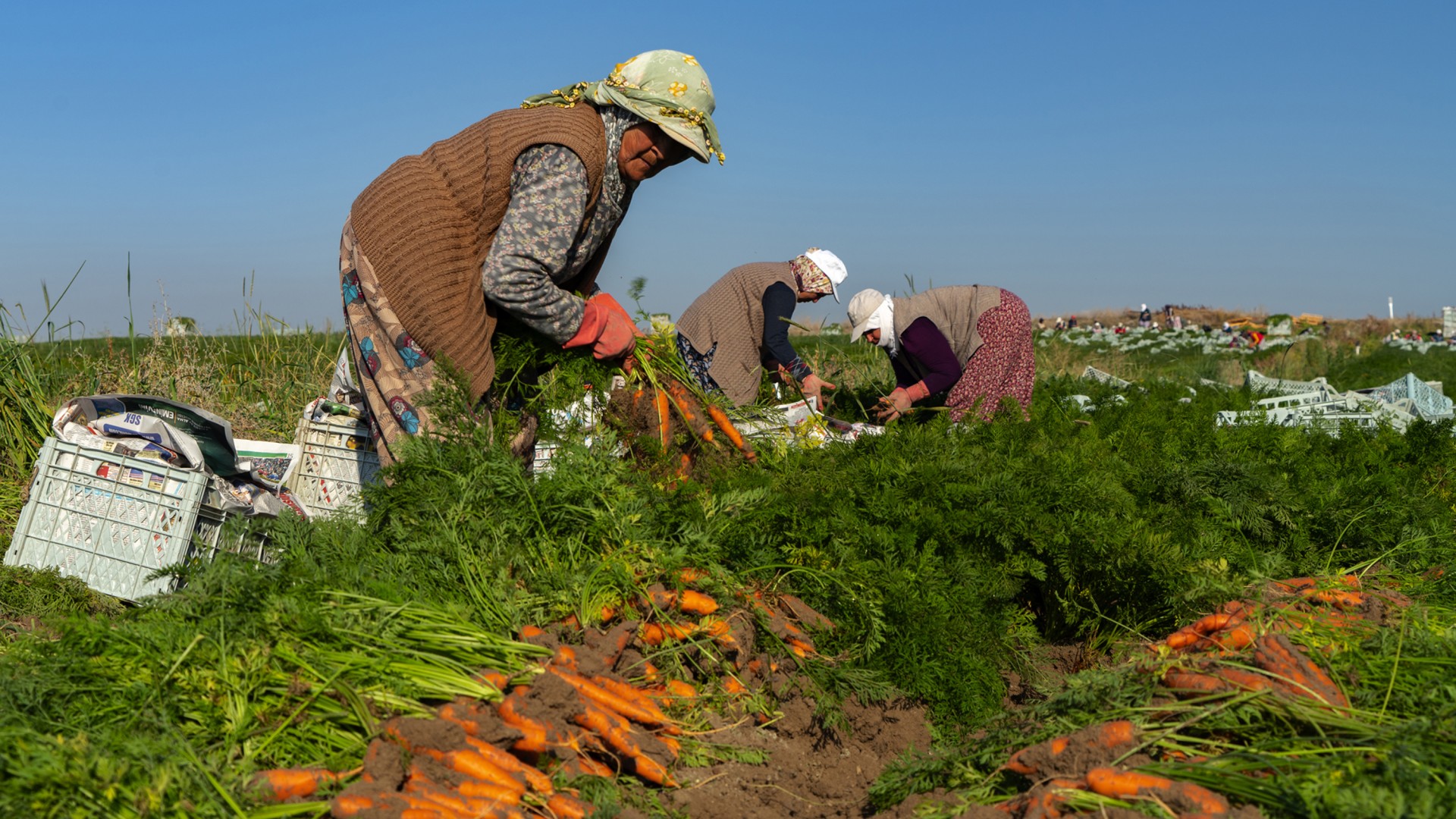 Ülkemizde Tarım Faaliyetlerinin Yoğun Olarak Yapıldığı Iller Hangileridir (2)