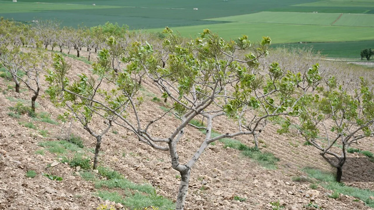 Ülkemizde Tarım Faaliyetlerinin Yoğun Olarak Yapıldığı Iller Hangileridir-2