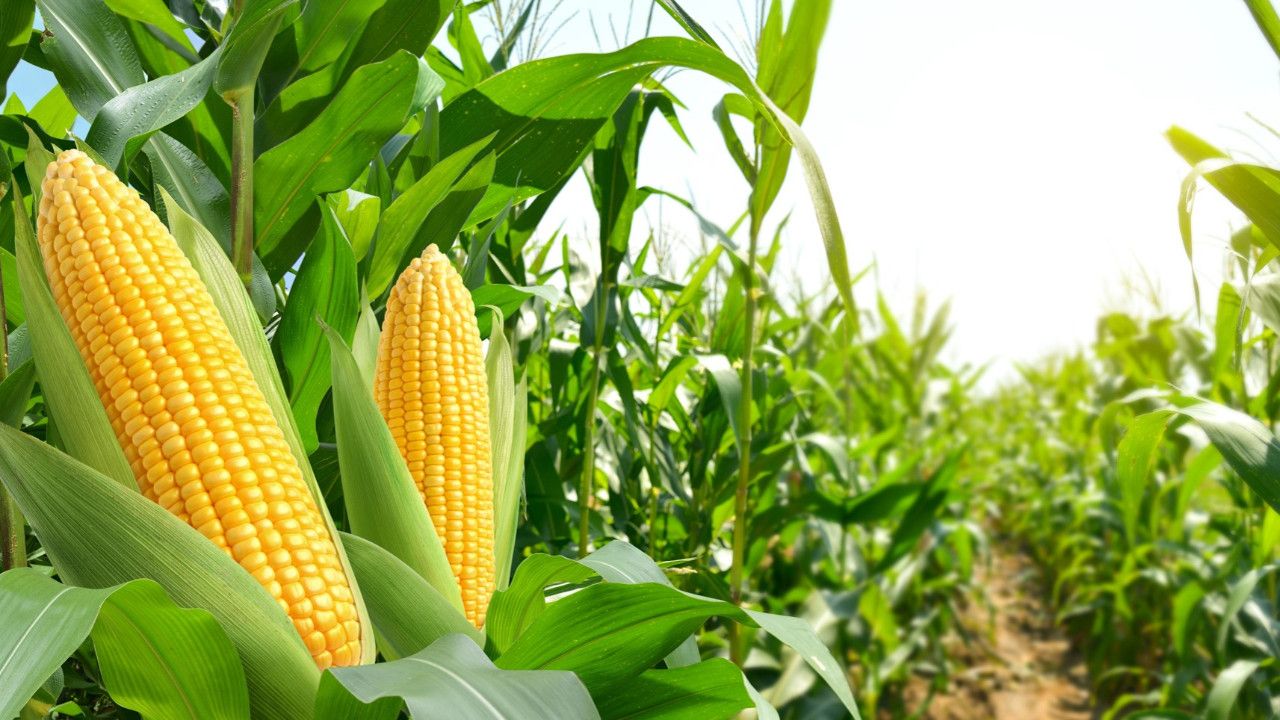 Ülkemizde Tarım Faaliyetlerinin Yoğun Olarak Yapıldığı Iller Hangileridir3