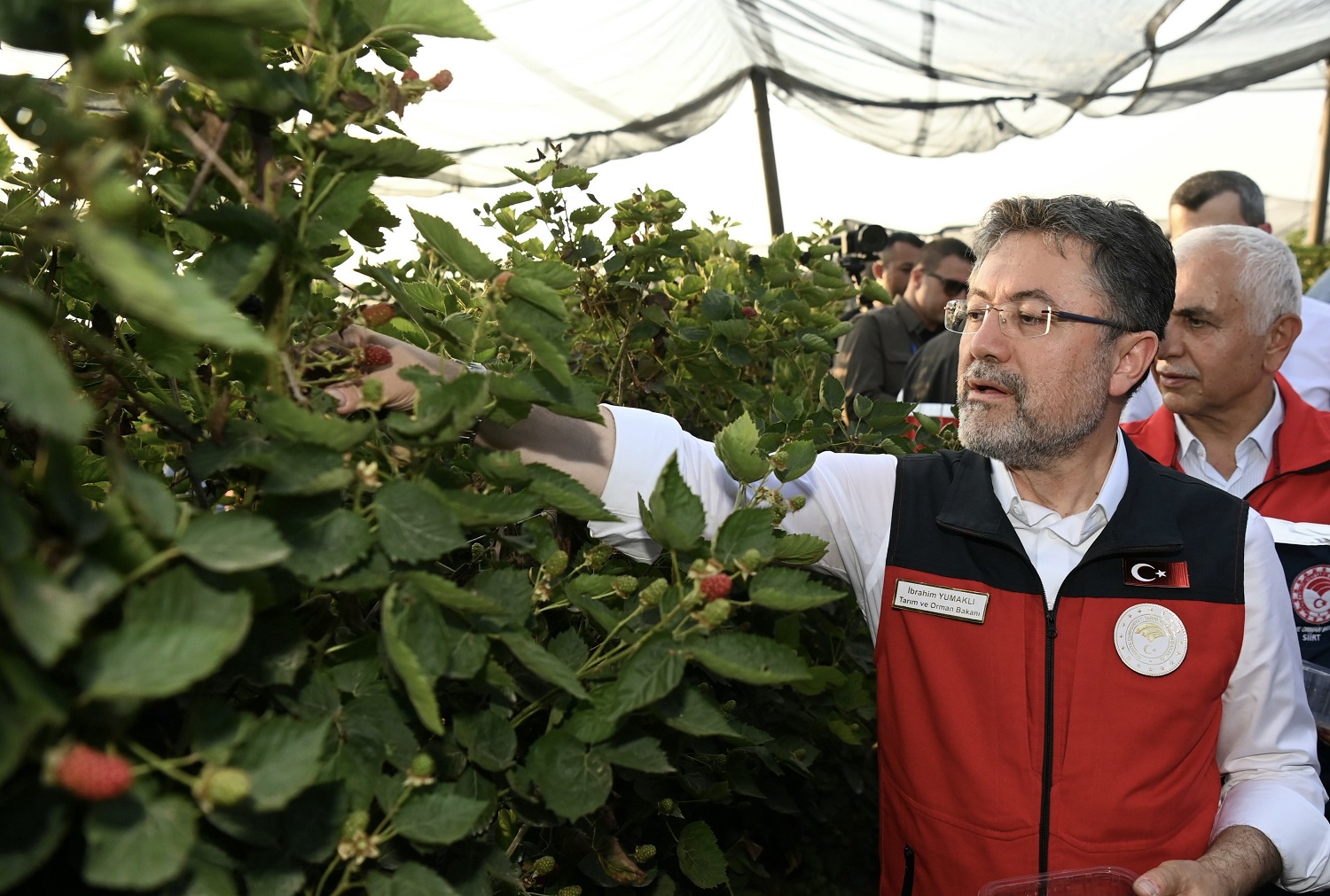 Bakan Yumaklı, Böğürtlen Topladı 02