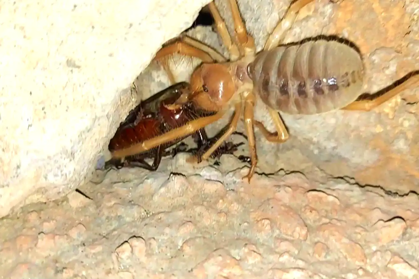 Sarıkız Örümceği Nerede Yaşar Sarıkız Zehirli Mi (1)