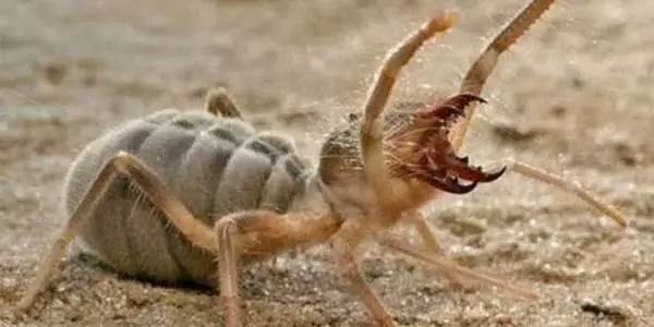 Sarıkız Örümceği Nerede Yaşar Sarıkız Zehirli Mi (3)