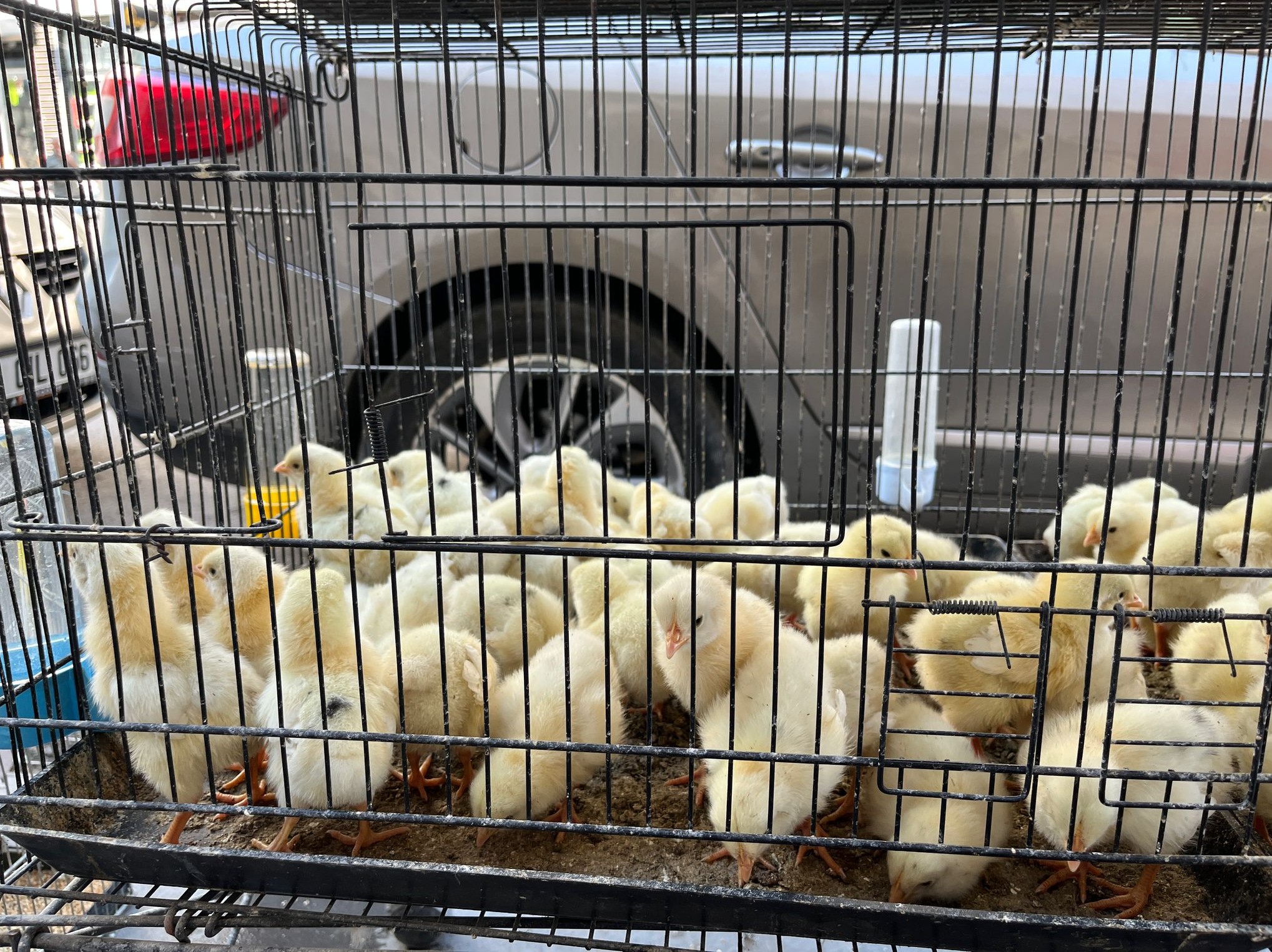 Batman’da Bahçeli Ev Sahiplerinden Civcive Yoğun İlgi (2)