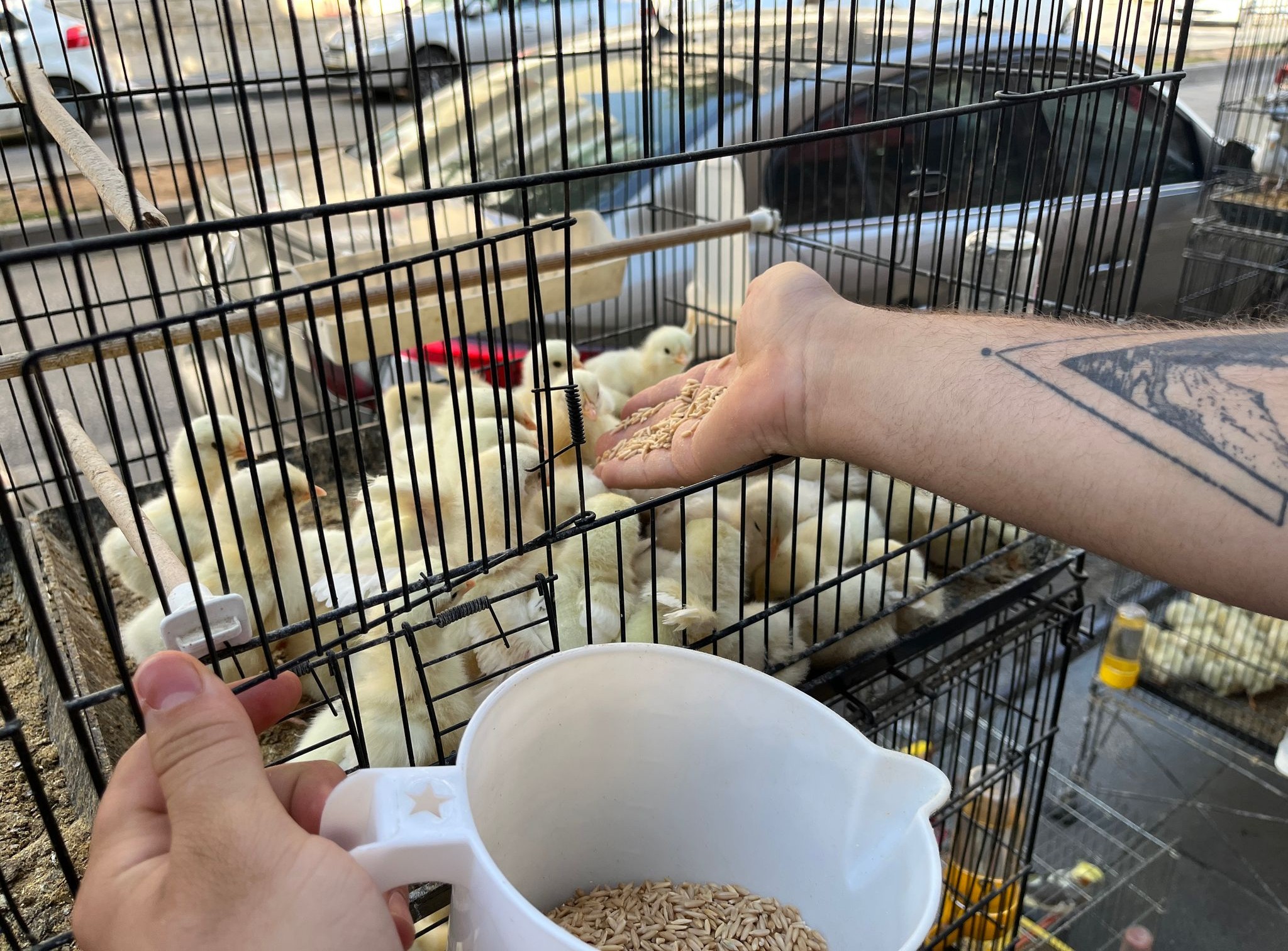 Batman’da Bahçeli Ev Sahiplerinden Civcive Yoğun İlgi (3)