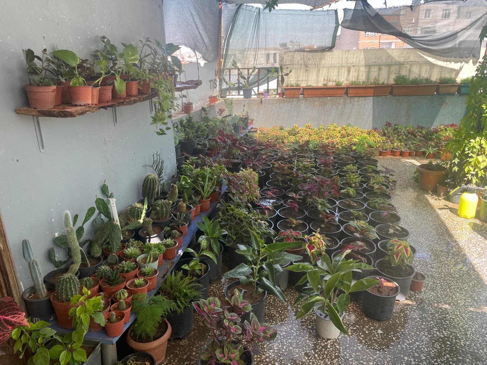 Batman’da Suriyeli Aile Çiçek Yetiştirerek Geçimini Sağlıyor 01