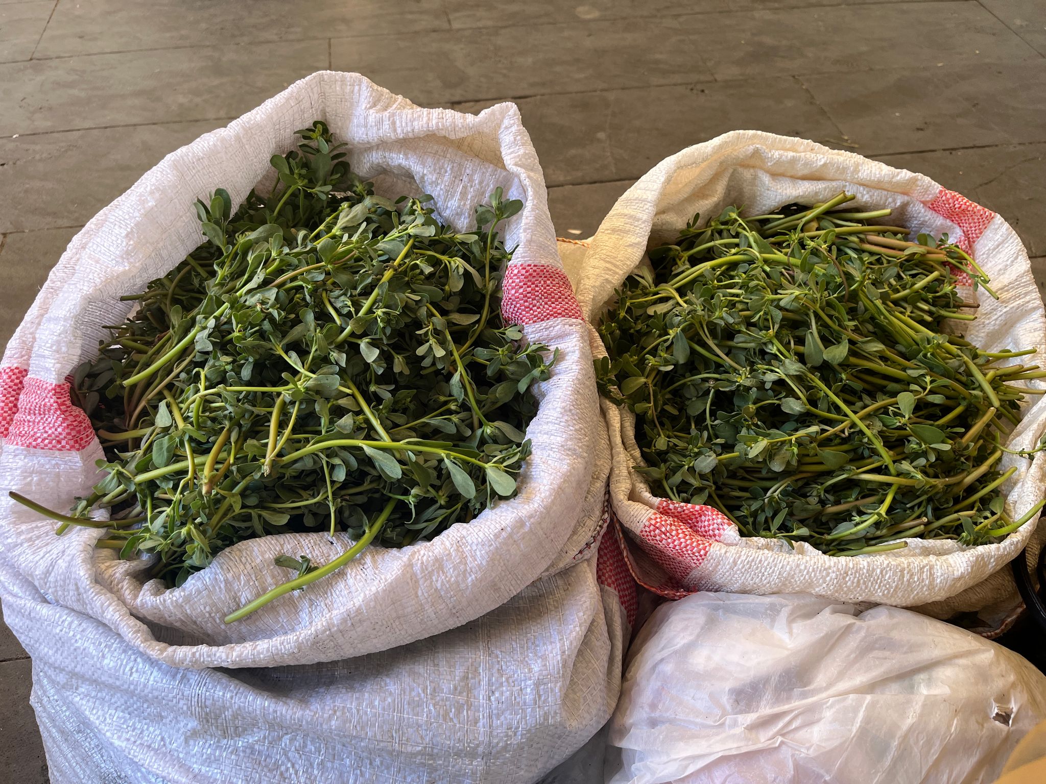 Batmanlı Halise Teyze Semizotu Faydası Saymakla Bitmez (1)-1