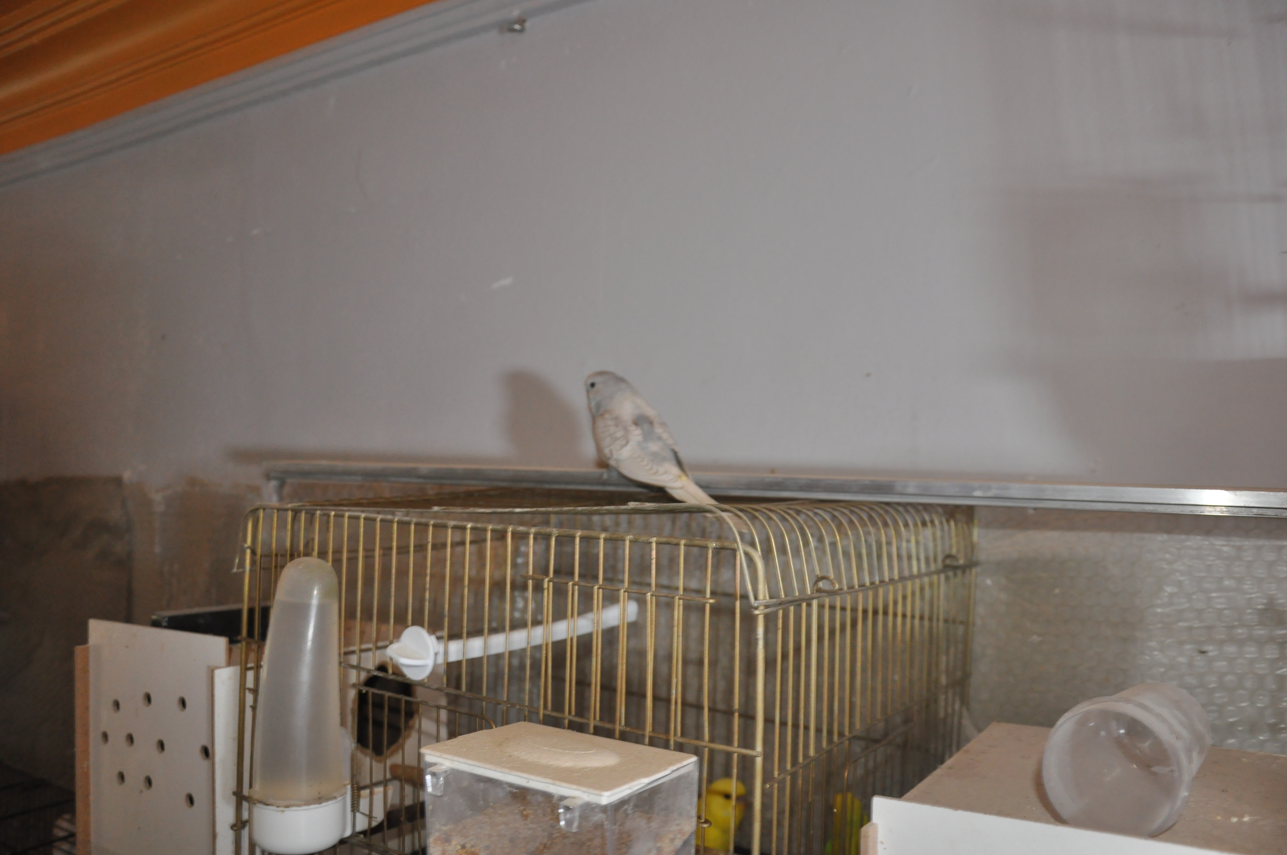 Çocuklu Ailelerin Tercihi Muhabbet Kuşları (2)