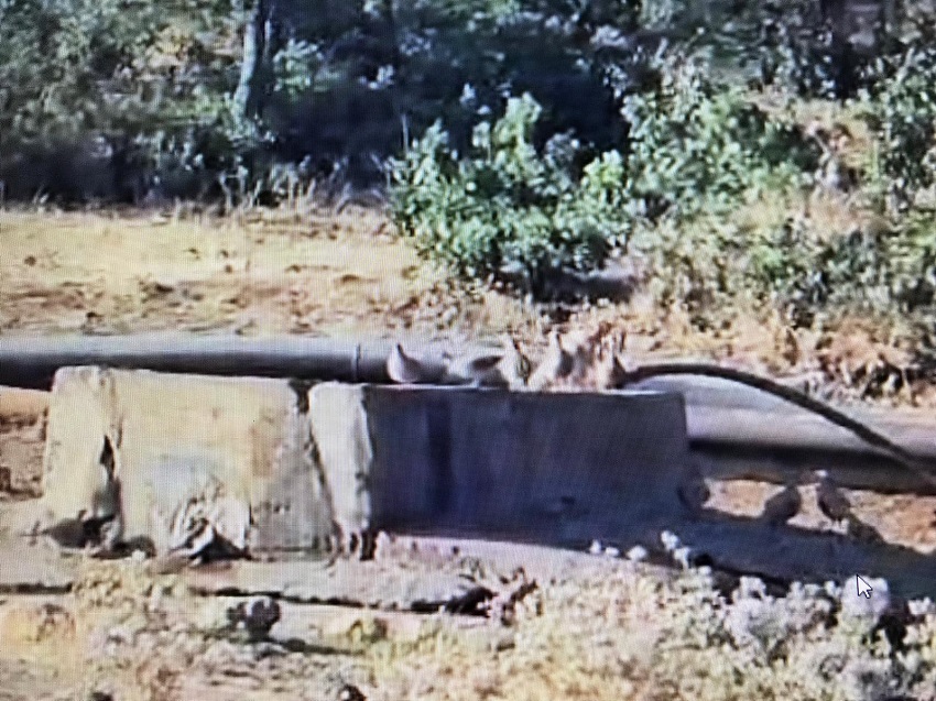 Kum Keklikleri Serçe Parmak Projesiyle Suyla Buluştu