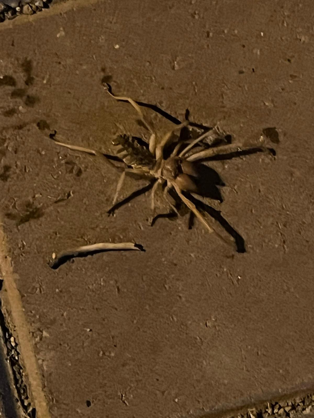 Mahalleli Tedirgin, Belediye'ye Acil İlaçlama Çağrısı! (1)