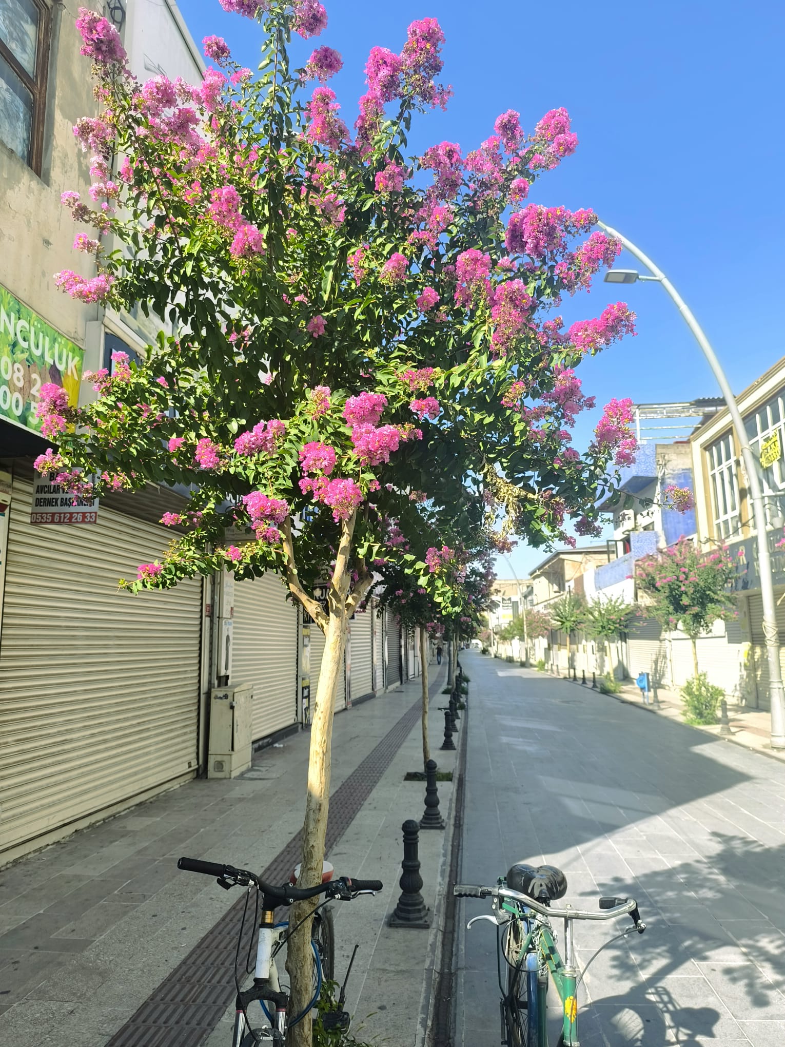 1. Cadde’de Oya Ağaçları Çiçek Açtı Ama Canlılık Geri Gelmedi (1)