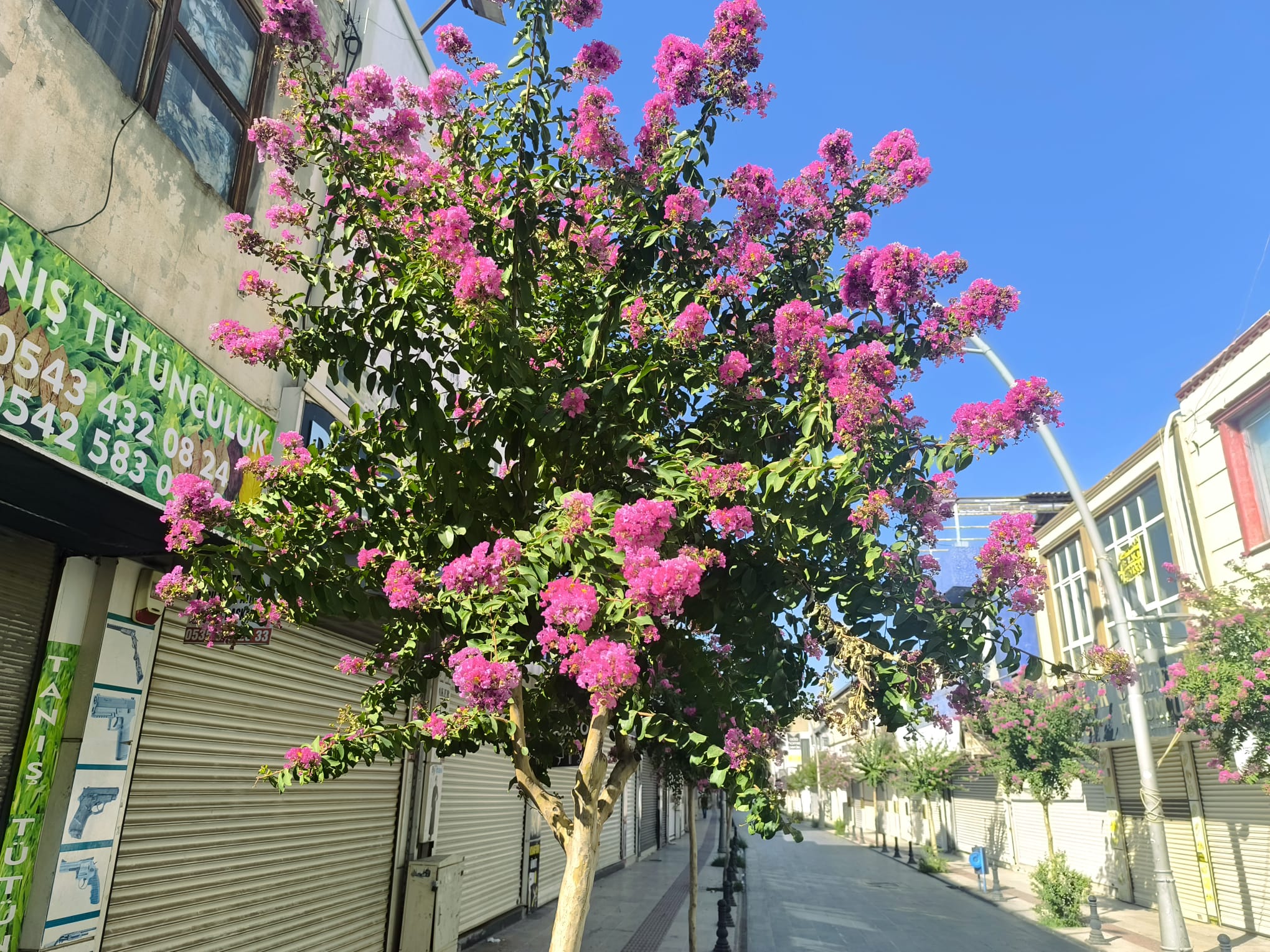 1. Cadde’de Oya Ağaçları Çiçek Açtı Ama Canlılık Geri Gelmedi (4)