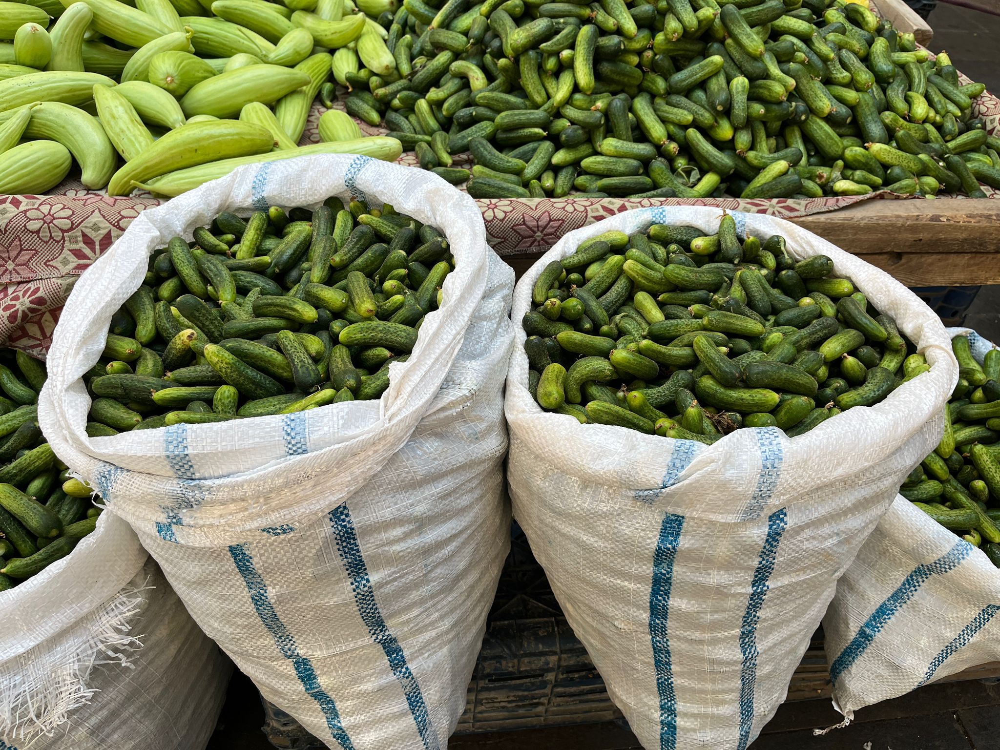 Alo Tevşo’da Turşuluk Salatalık Sezonu Yarıladı (3)
