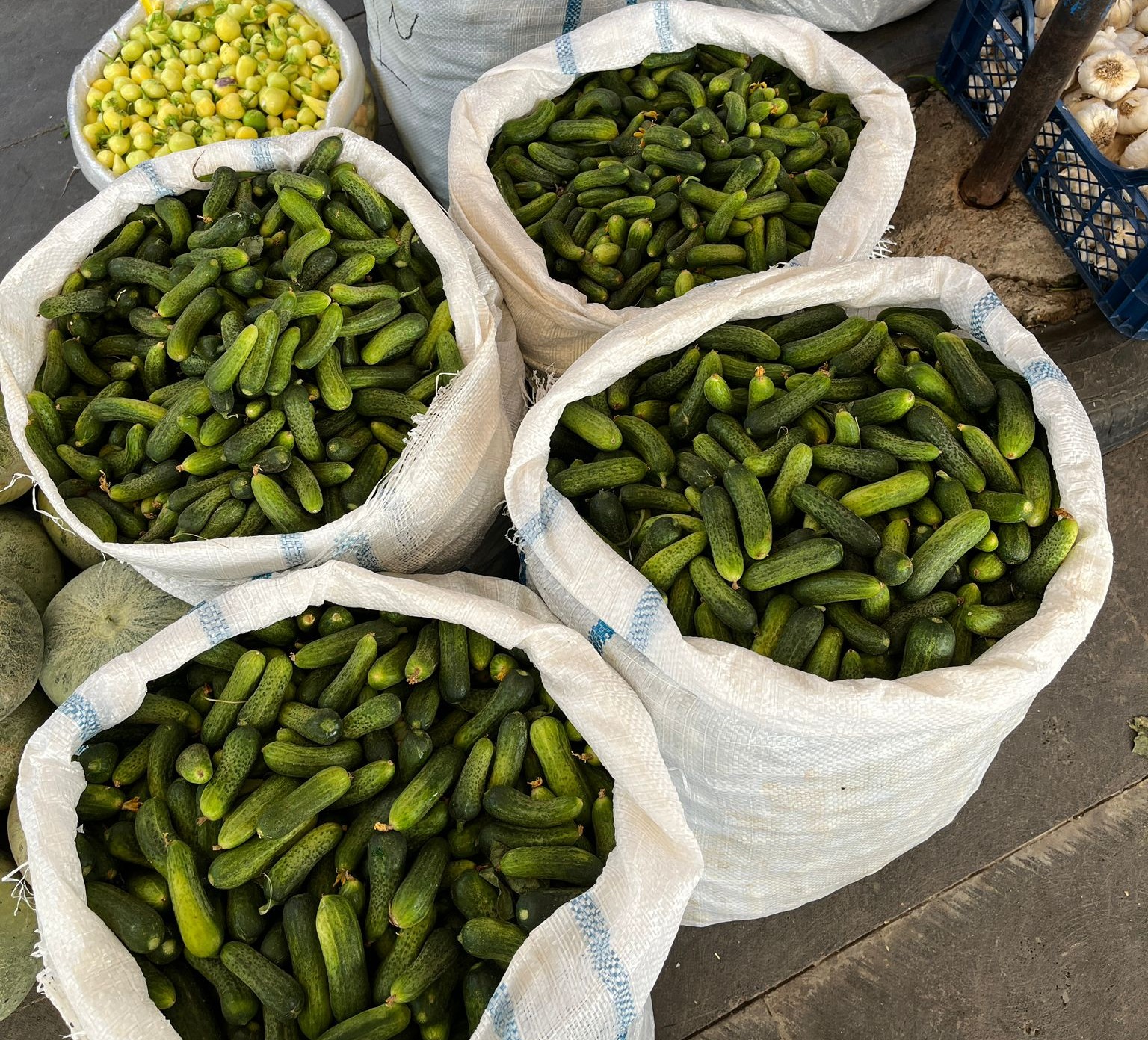 Alo Tevşo’da Turşuluk Salatalık Sezonu Yarıladı (4)-1