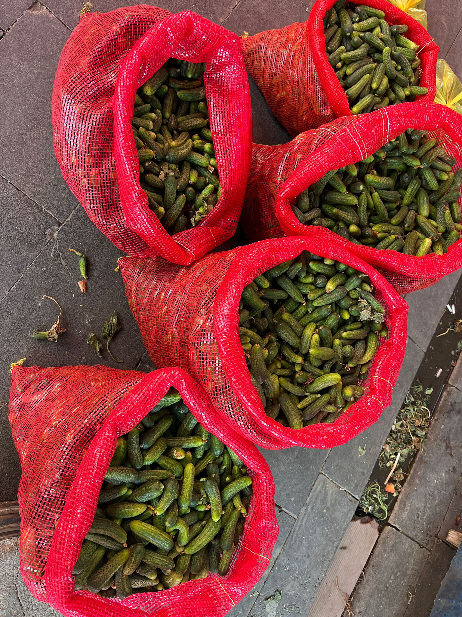 Alo Tevşo’da Turşuluk Salatalık Sezonu Yarıladı (6)