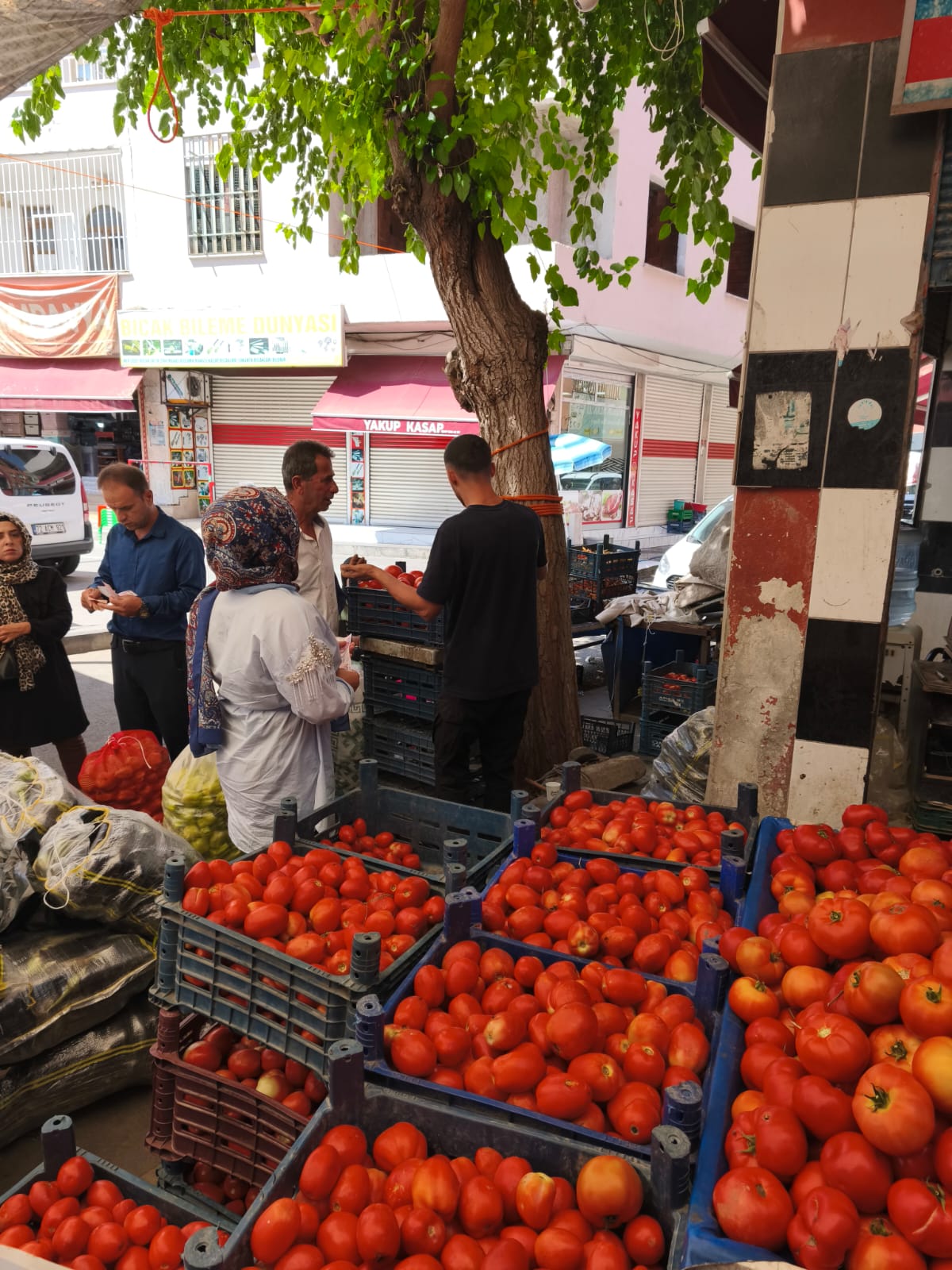 Batman’da Domates Fiyatları Yılın En Düşük Seviyesine İndi Kilo 5 Lira-1