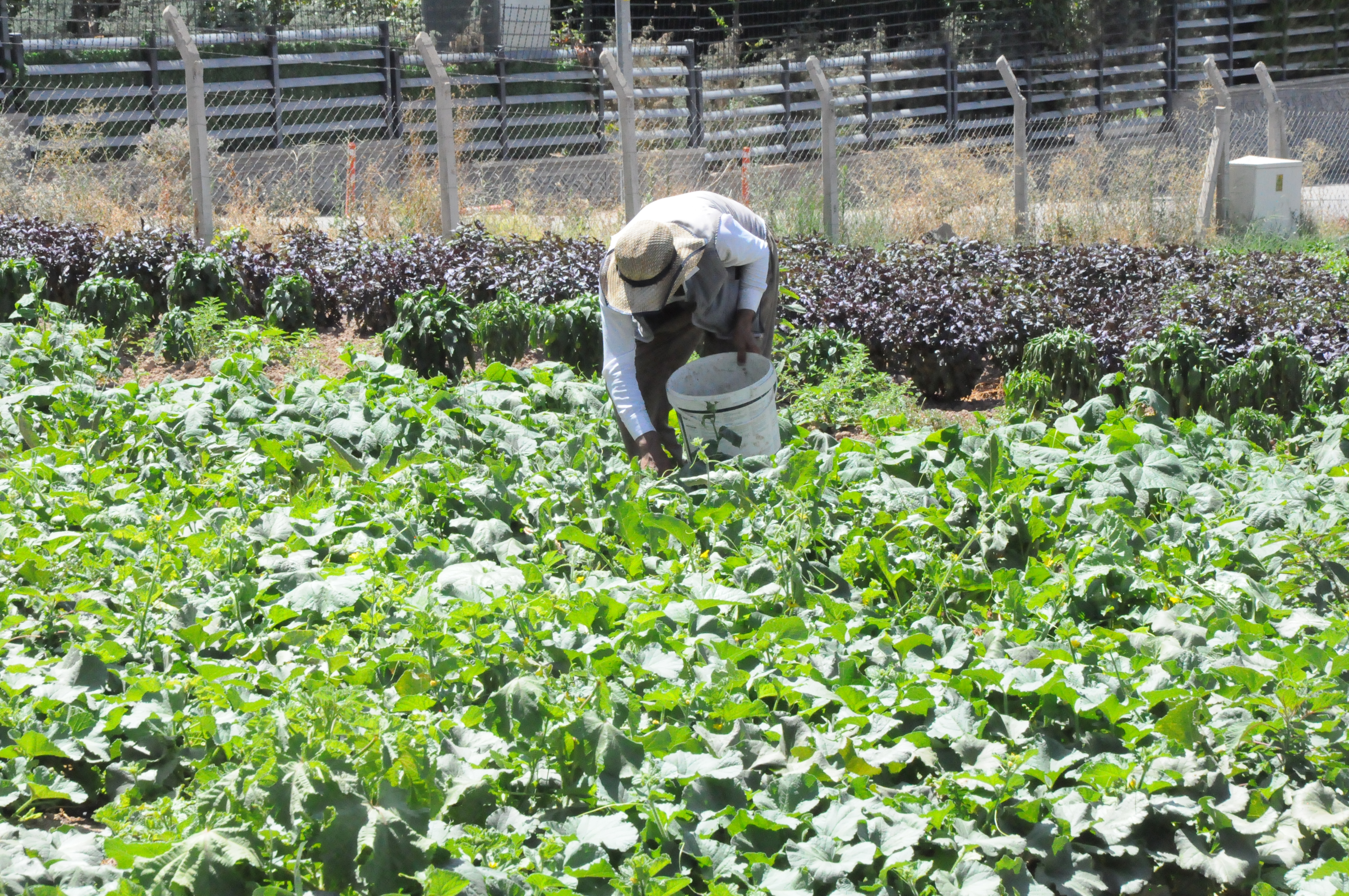 Binaların Arasındaki Tarlada Organik Üretim (15)