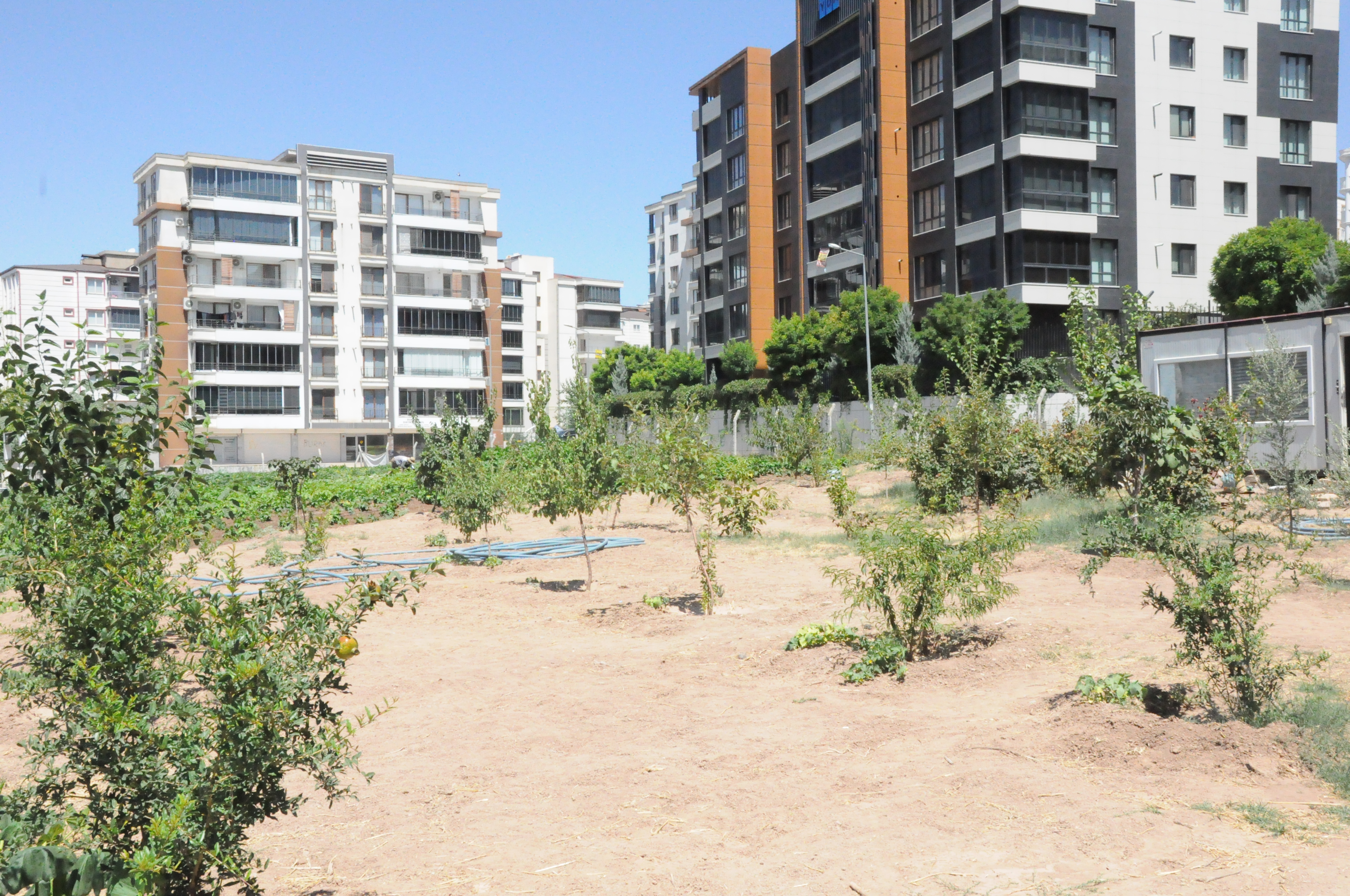 Binaların Arasındaki Tarlada Organik Üretim (9)