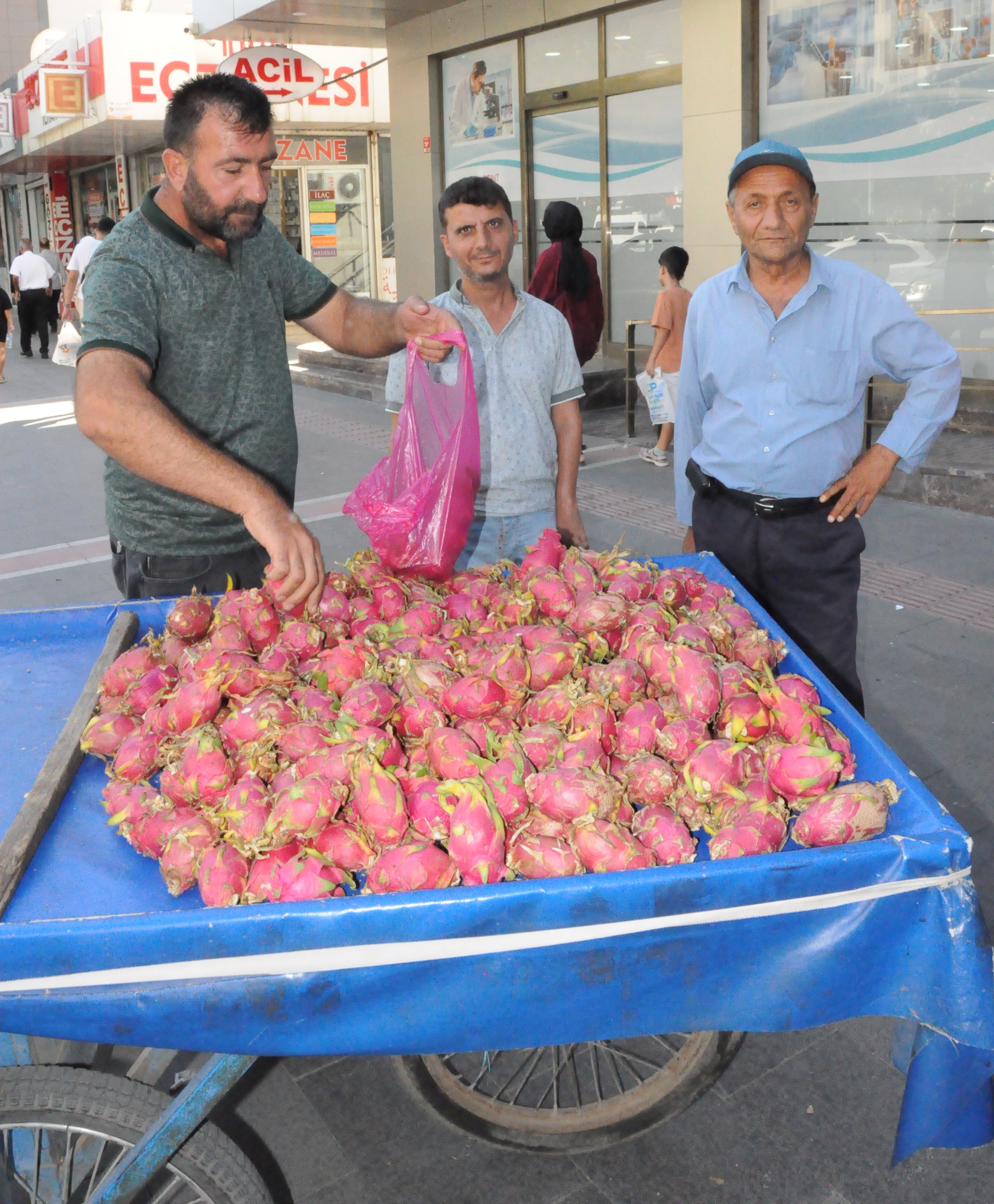 Ejder Meyvesine Yoğun İlgi Hem Meraktan Hem Faydalarından Alıyorlar (1)
