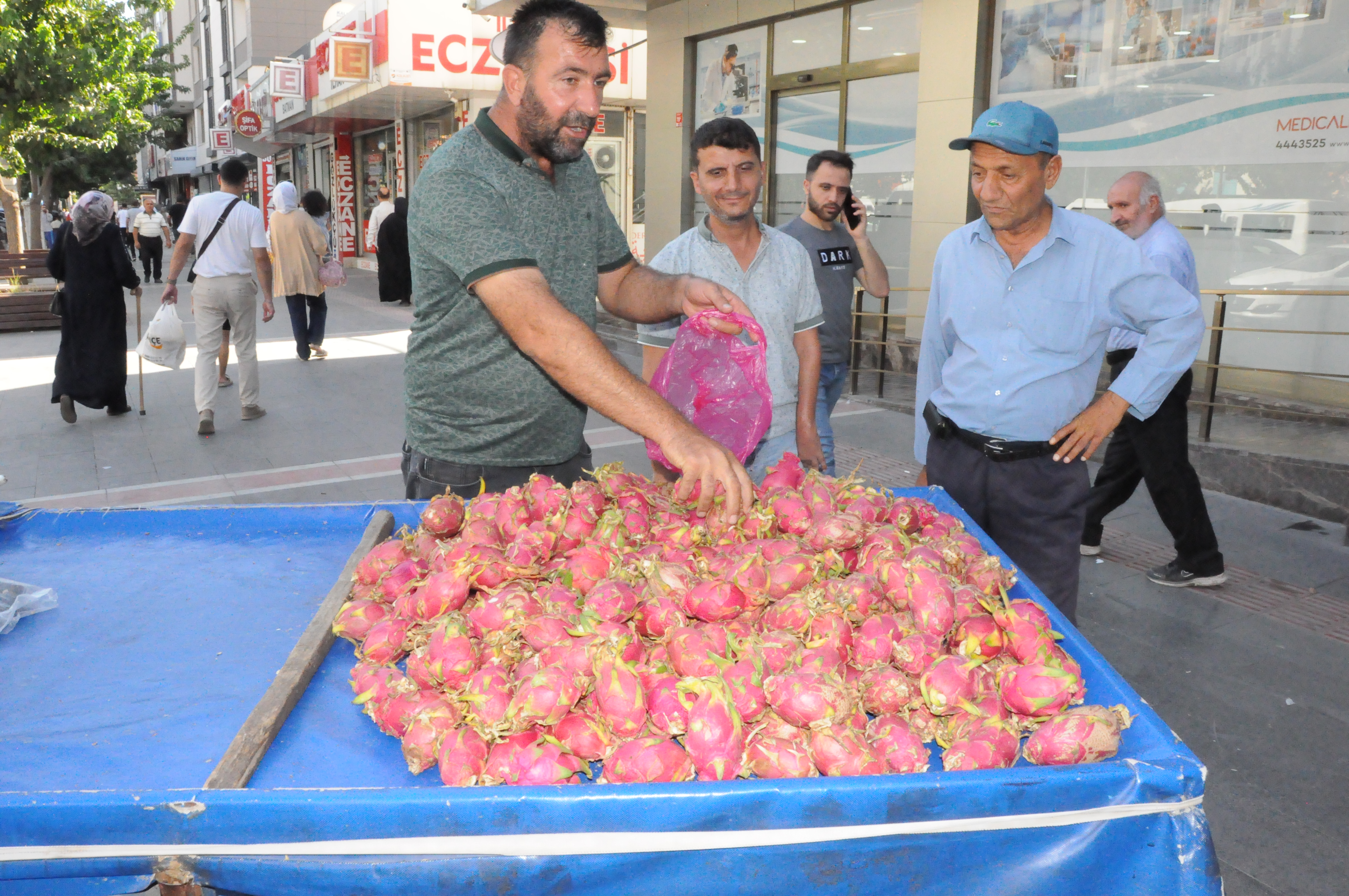Ejder Meyvesine Yoğun İlgi Hem Meraktan Hem Faydalarından Alıyorlar (4)