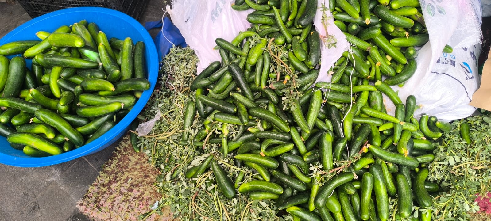 Salatalık Fiyatları Uçtu 5 Tl’den 50 Tl’ye! (1)