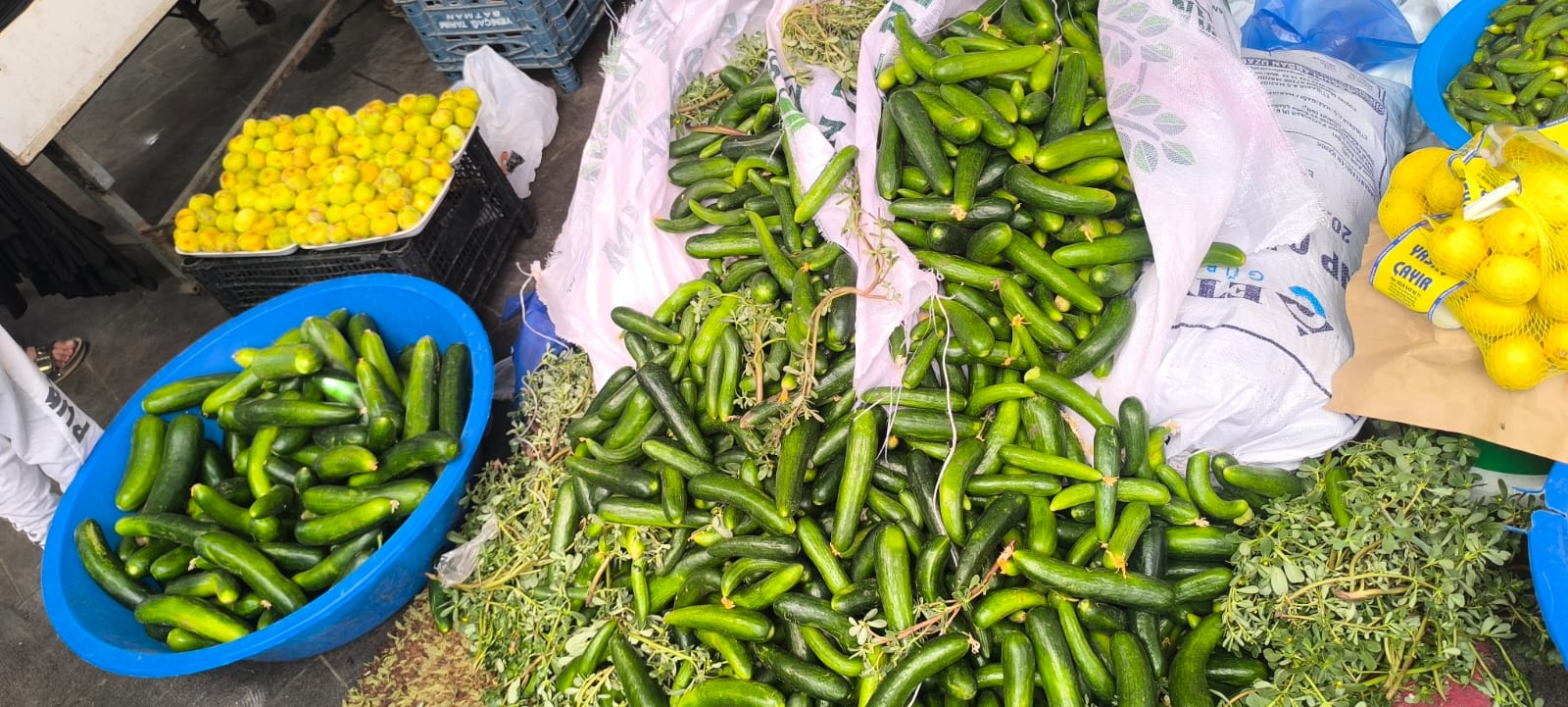 Salatalık Fiyatları Uçtu 5 Tl’den 50 Tl’ye! (4)