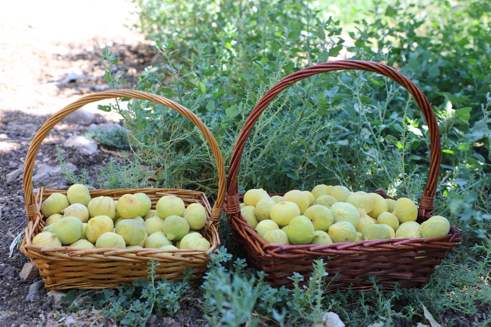 Üçyol Köyü’ndeki Incir Hasadına Kaymakam Da Katıldı-1