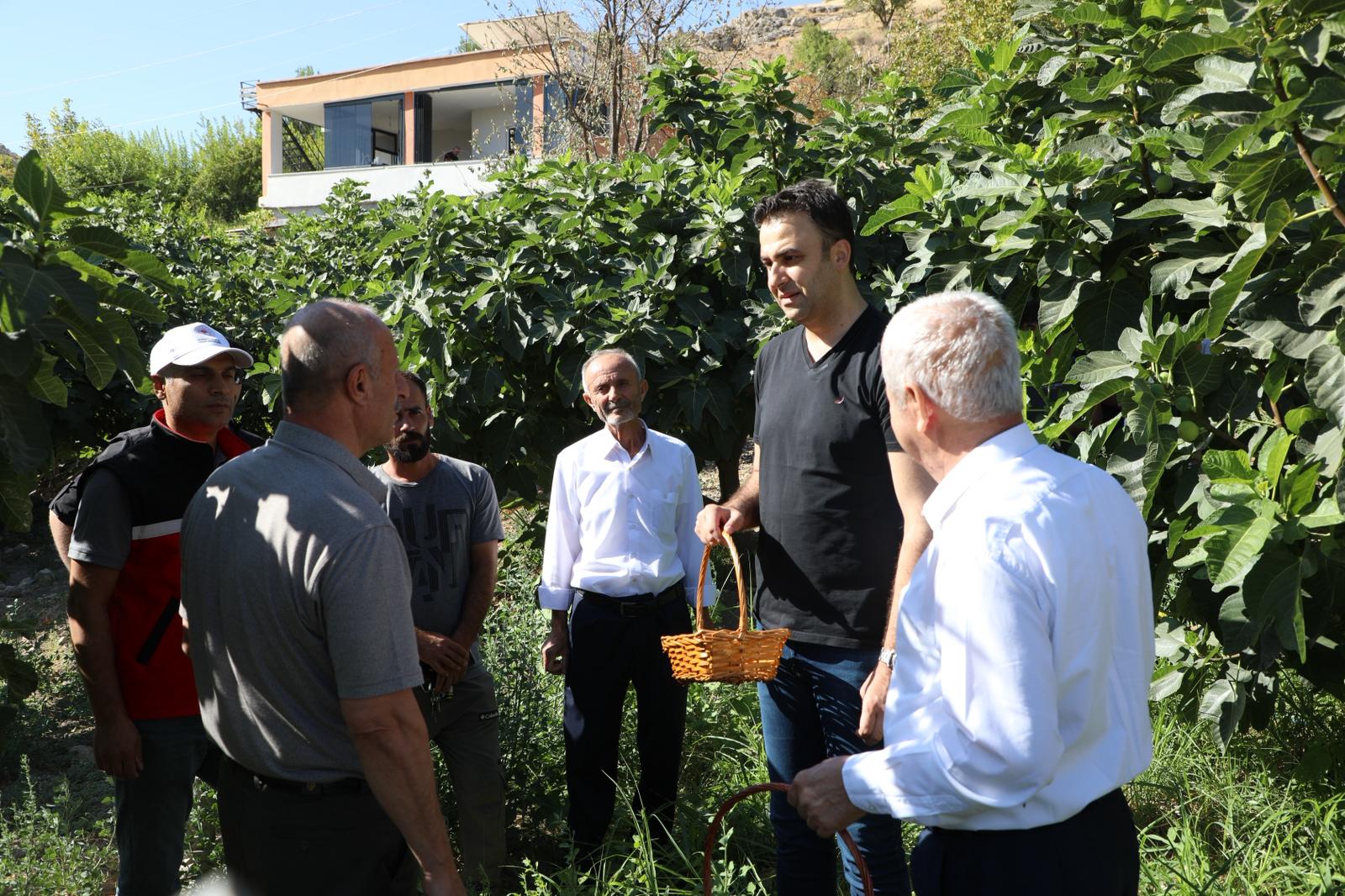 Üçyol Köyü’ndeki Incir Hasadına Kaymakam Da Katıldı (2)
