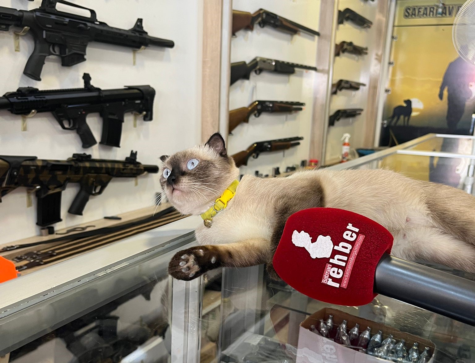 Batman Esnafının Maskotu Badem Gözlü Siyam Kedisi (2)