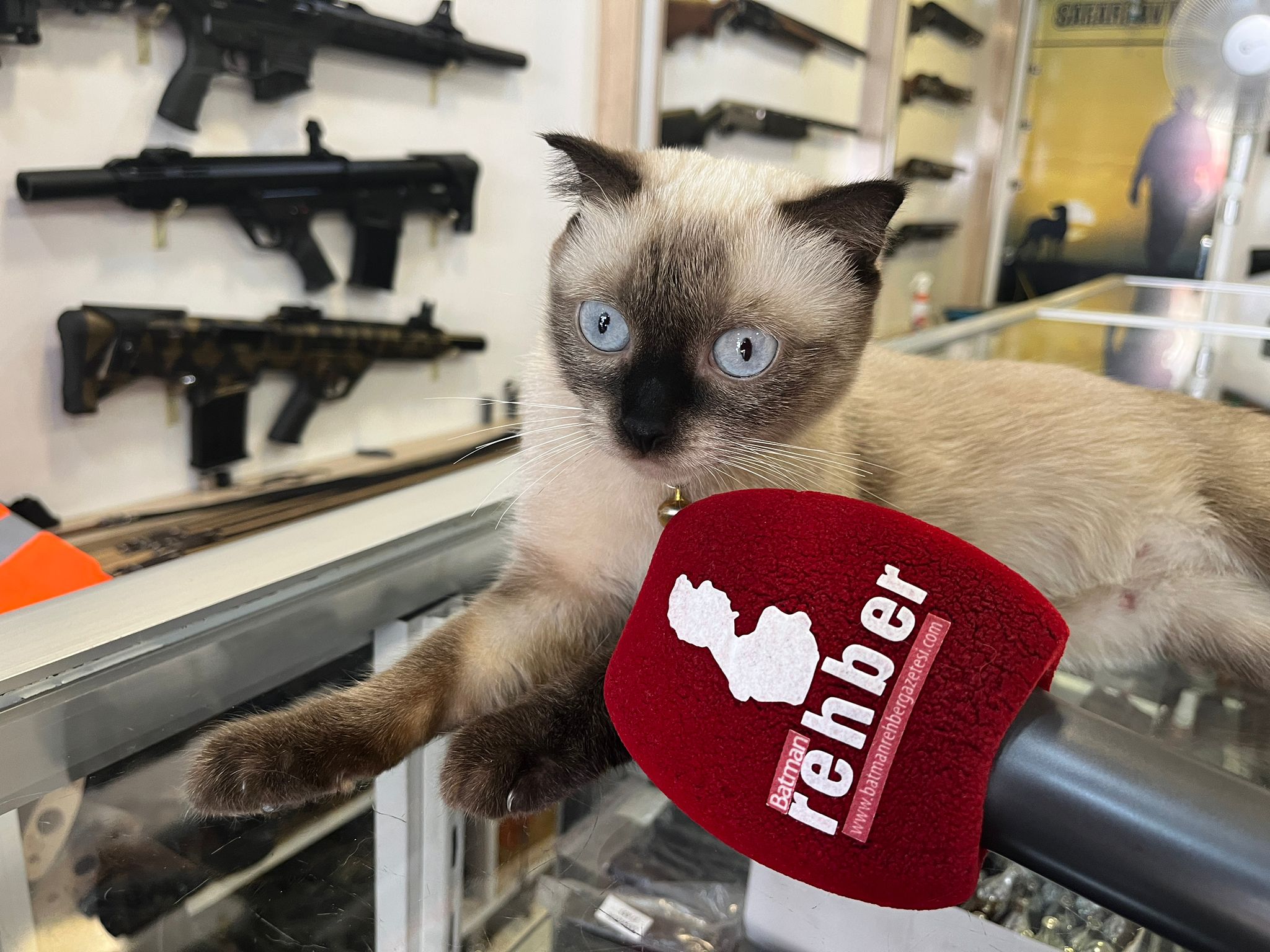 Batman Esnafının Maskotu Badem Gözlü Siyam Kedisi (4)-1